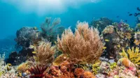 di bawah laut