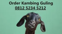 Kambing Guling Malang - www.kambinggulingmalang.com